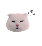 woobie's（個別スタンプ：1）