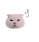 woobie's（個別スタンプ：4）