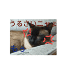 だらけ可愛い猫（個別スタンプ：3）