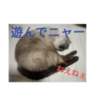 だらけ可愛い猫（個別スタンプ：4）