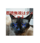 だらけ可愛い猫（個別スタンプ：5）