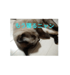 だらけ可愛い猫（個別スタンプ：7）