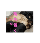 だらけ可愛い猫（個別スタンプ：14）