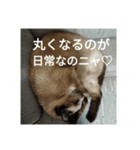 だらけ可愛い猫（個別スタンプ：16）