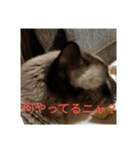 だらけ可愛い猫（個別スタンプ：20）