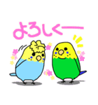 三羽のインコスタンプ（個別スタンプ：11）