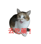 Tsundere cat Duke（個別スタンプ：8）