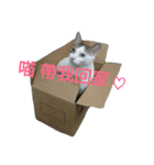 Tsundere cat Duke（個別スタンプ：9）