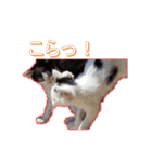 猫にゃらけ（個別スタンプ：5）