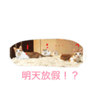 Adopt rather than buy（個別スタンプ：14）