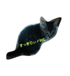 猫のうずらちゃん（個別スタンプ：1）