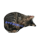 猫のうずらちゃん（個別スタンプ：2）