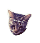 猫のうずらちゃん（個別スタンプ：3）