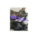 猫のうずらちゃん（個別スタンプ：4）