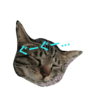 猫のうずらちゃん（個別スタンプ：7）