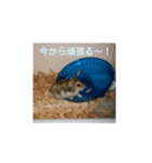 hamster salute（個別スタンプ：7）