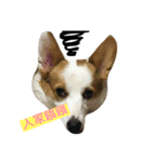 corgi dog life（個別スタンプ：1）