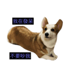 corgi dog life（個別スタンプ：3）