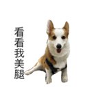 corgi dog life（個別スタンプ：4）