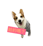 corgi dog life（個別スタンプ：5）