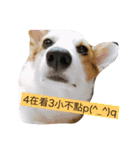 corgi dog life（個別スタンプ：6）