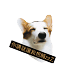 corgi dog life（個別スタンプ：8）