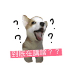 corgi dog life（個別スタンプ：9）