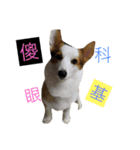 corgi dog life（個別スタンプ：10）