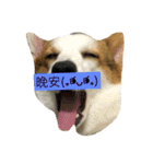 corgi dog life（個別スタンプ：11）