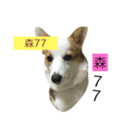 corgi dog life（個別スタンプ：12）