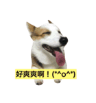 corgi dog life（個別スタンプ：13）