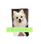 White Pomeranian great Kaka with Meimei（個別スタンプ：4）