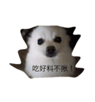 White Pomeranian great Kaka with Meimei（個別スタンプ：5）