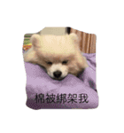 White Pomeranian great Kaka with Meimei（個別スタンプ：6）