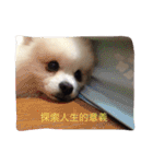 White Pomeranian great Kaka with Meimei（個別スタンプ：9）