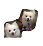 White Pomeranian great Kaka with Meimei（個別スタンプ：14）