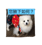 White Pomeranian great Kaka with Meimei（個別スタンプ：15）