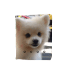 White Pomeranian great Kaka with Meimei（個別スタンプ：16）