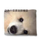 White Pomeranian great Kaka with Meimei（個別スタンプ：17）