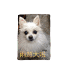 White Pomeranian great Kaka with Meimei（個別スタンプ：18）