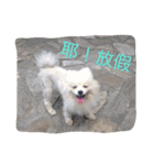 White Pomeranian great Kaka with Meimei（個別スタンプ：20）