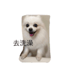 White Pomeranian great Kaka with Meimei（個別スタンプ：22）