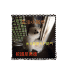 White Pomeranian great Kaka with Meimei（個別スタンプ：25）