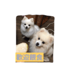 White Pomeranian great Kaka with Meimei（個別スタンプ：28）