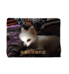 White Pomeranian great Kaka with Meimei（個別スタンプ：29）