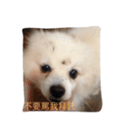 White Pomeranian great Kaka with Meimei（個別スタンプ：30）