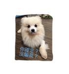 White Pomeranian great Kaka with Meimei（個別スタンプ：36）