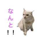 うちの双子さん2（個別スタンプ：5）