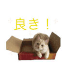 うちの双子さん2（個別スタンプ：6）