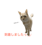 うちの双子さん2（個別スタンプ：8）